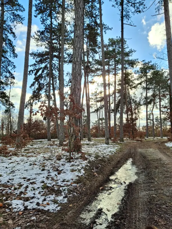 Zima