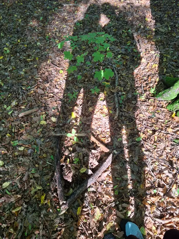 Léto